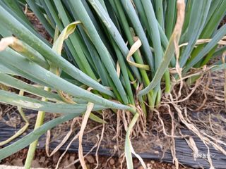 화우농원님의 파 · 영농일지 작성글 사진