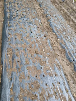 이종득님의 기타작물 · 영농일지 작성글 사진