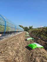 팜모닝 기타작물·영농일지 게시글 이미지