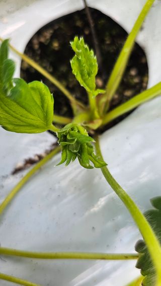 백암제이하우스님의 딸기 · 영농일지 작성글 사진