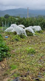 팜모닝 들깨·영농일지 게시글 이미지