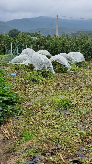 최언봉님의 들깨 · 영농일지 작성글 사진