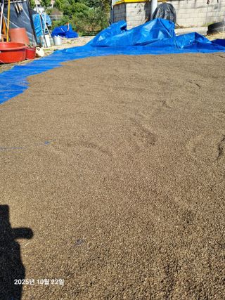 류해창(제비울농부]님의 들깨 · 영농일지 작성글 사진