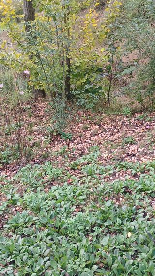 박준권님의 기타작물 · 영농일지 작성글 사진