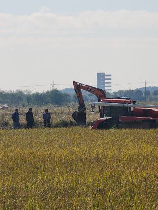 별빛나그네화성님의 벼 · 영농일지 작성글 사진