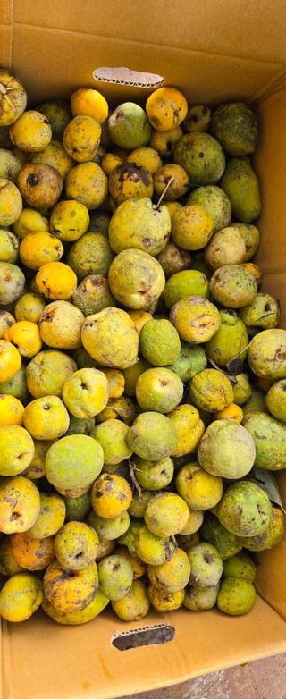 강호지인님의 양파 · 영농일지 작성글 사진