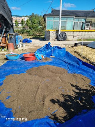 류해창(제비울농부]님의 들깨 · 영농일지 작성글 사진