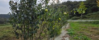 강호지인님의 양파 · 영농일지 작성글 사진