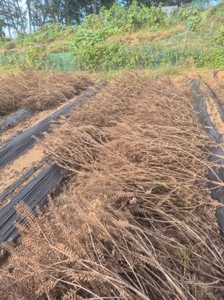 김연숙님의 기타작물 · 영농일지 작성글 사진