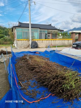 류해창(제비울농부]님의 들깨 · 영농일지 작성글 사진