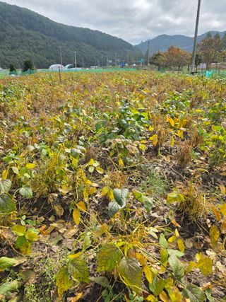 신호진님의 콩 · 영농일지 작성글 사진