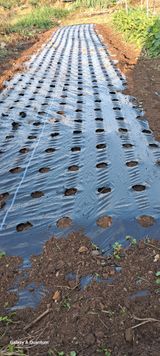 팜모닝 양파·영농일지 게시글 이미지