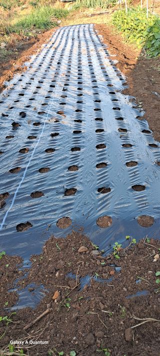 김윤철님의 양파 · 영농일지 작성글 사진