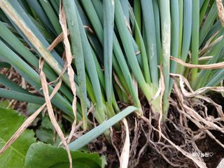 화우농원님의 파 · 영농일지 작성글 사진