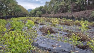 이지은님의 들깨 · 영농일지 작성글 사진
