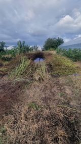 팜모닝 기타작물·영농일지 게시글 이미지