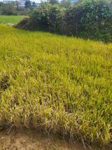 팜모닝 들깨·영농일지 게시글 이미지