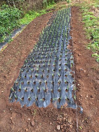 산꼭대기사과밭님의 기타작물 · 영농일지 작성글 사진