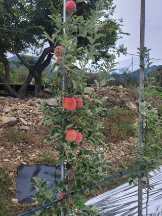 날씨가 흐려 방제가님의 사과 · 영농일지 작성글 사진