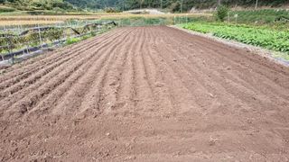 김동명님의 마늘 · 영농일지 작성글 사진