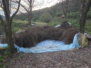 윤자용11대임후회장님의 들깨 · 영농일지 작성글 사진