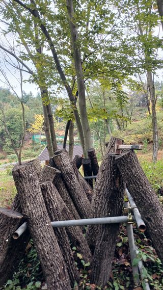 박준권님의 버섯 · 영농일지 작성글 사진