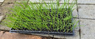 강호지인님의 양파 · 영농일지 작성글 사진