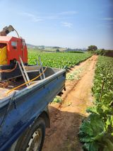 팜모닝 배추·영농일지 게시글 이미지