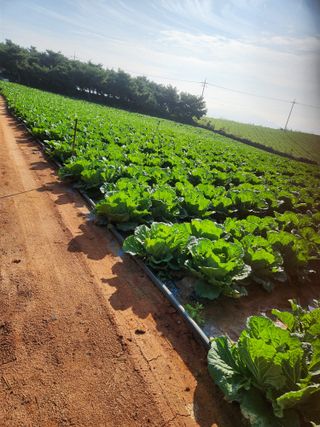 김저팔계님의 배추 · 영농일지 작성글 사진