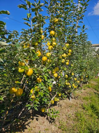 감14523님의 사과 · 영농일지 작성글 사진