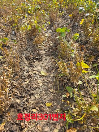 신호진님의 콩 · 영농일지 작성글 사진