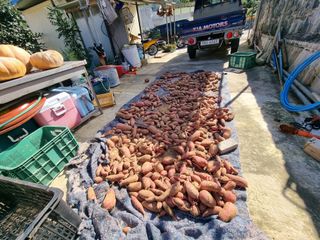 양파16718님의 기타작물 · 영농일지 작성글 사진