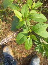 팜모닝 기타작물·영농일지 게시글 이미지