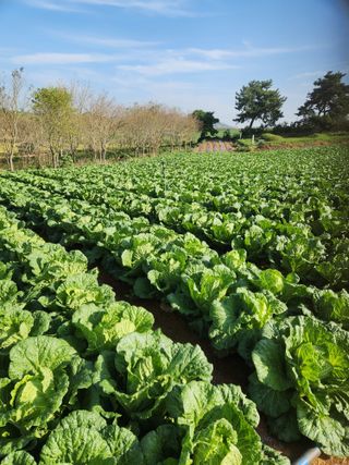 김저팔계님의 배추 · 영농일지 작성글 사진