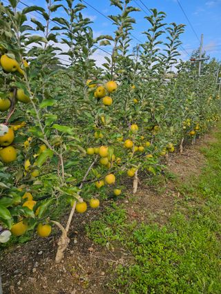 감14523님의 사과 · 영농일지 작성글 사진