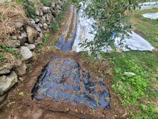 날씨가 흐려 방제가님의 사과 · 영농일지 작성글 사진