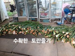 안승호님의 기타작물 · 영농일지 작성글 사진