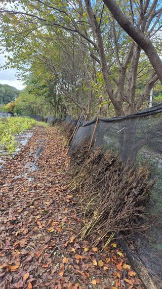 이지은님의 들깨 · 영농일지 작성글 사진