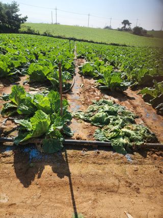 김저팔계님의 배추 · 영농일지 작성글 사진