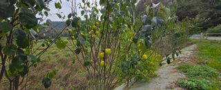 강호지인님의 양파 · 영농일지 작성글 사진