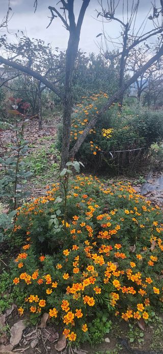 김순섭님의 기타작물 · 영농일지 작성글 사진