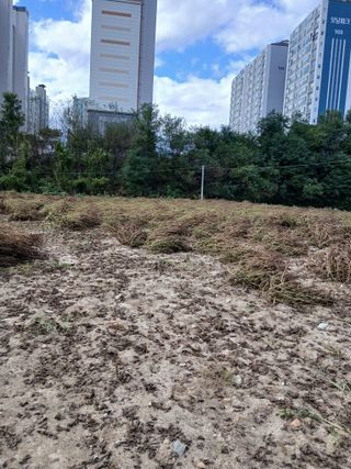 강지현님의 들깨 · 영농일지 작성글 사진