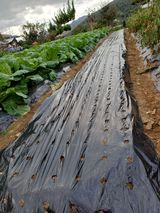 팜모닝 양파·영농일지 게시글 이미지