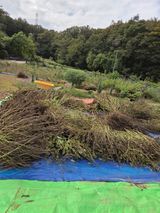 팜모닝 들깨·영농일지 게시글 이미지