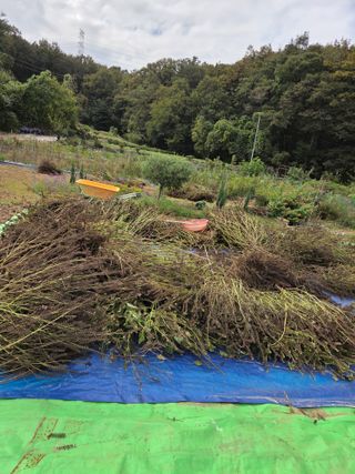 뚜비맘님의 들깨 · 영농일지 작성글 사진