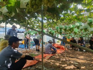 김윤태님의 포도 · 영농일지 작성글 사진