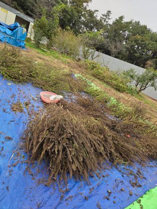 뚜비맘님의 들깨 · 영농일지 작성글 사진