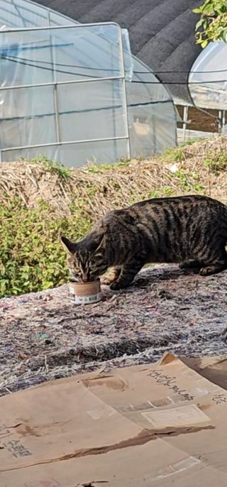 백암제이하우스님의 딸기 · 영농일지 작성글 사진