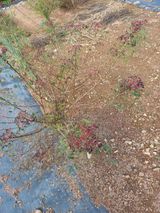 팜모닝 기타작물·영농일지 게시글 이미지