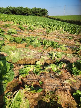 김저팔계님의 배추 · 영농일지 작성글 사진